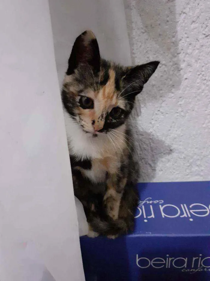 Gato raça Mestiça  idade 2 a 6 meses nome Mel