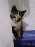 Mel