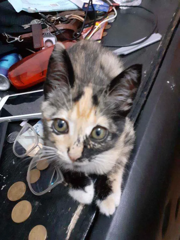 Gato raça Mestiça  idade 2 a 6 meses nome Mel