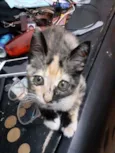 Mel
