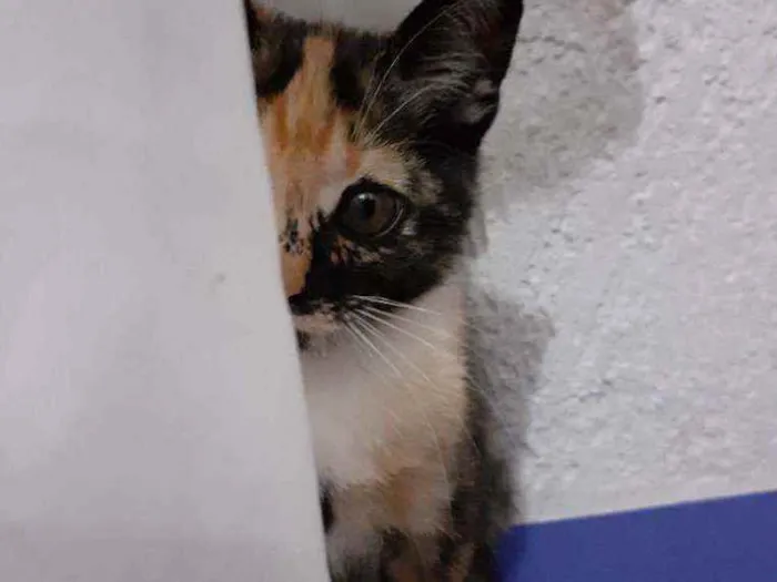 Gato raça Mestiça  idade 2 a 6 meses nome Mel