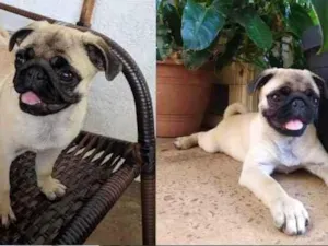 Cachorro raça Pug idade 2 a 6 meses nome Pepita