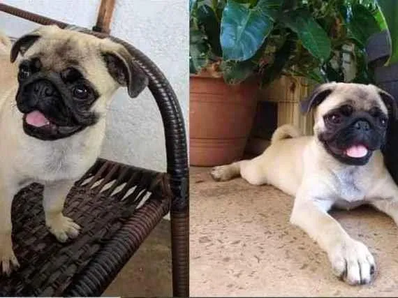 Cachorro ra a Pug idade 2 a 6 meses nome Pepita