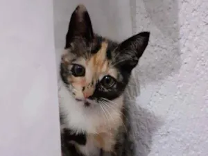 Gato raça Mestiça  idade 2 a 6 meses nome Mel