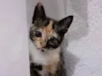 Mel