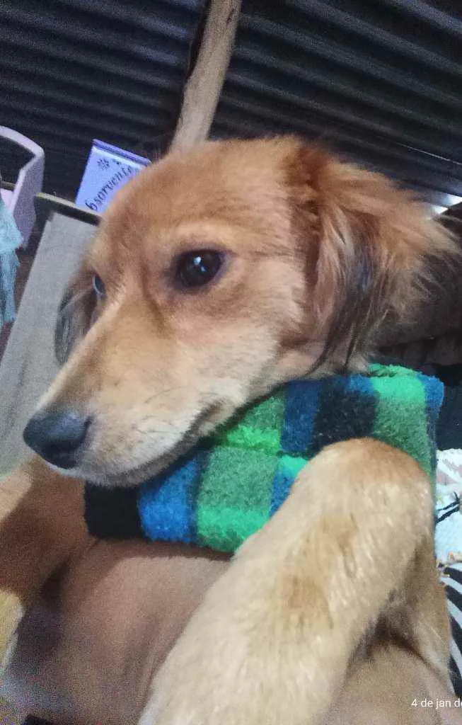 Cachorro raça Pinscher com outra raça  idade 7 a 11 meses nome Bily