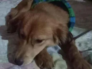 Cachorro raça Pinscher com outra raça  idade 7 a 11 meses nome Bily