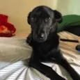 Louie