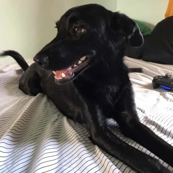 Cachorro ra a SRD idade 1 ano nome Louie
