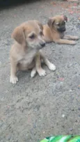 Cachorro raça SRD idade 2 a 6 meses nome Bebês abandonadas
