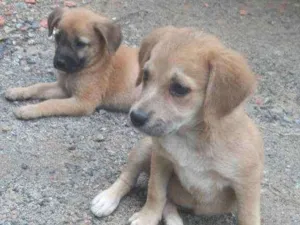Cachorro raça SRD idade 2 a 6 meses nome Bebês abandonadas