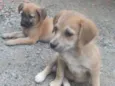 Cachorro raça SRD idade 2 a 6 meses nome Bebês abandonadas