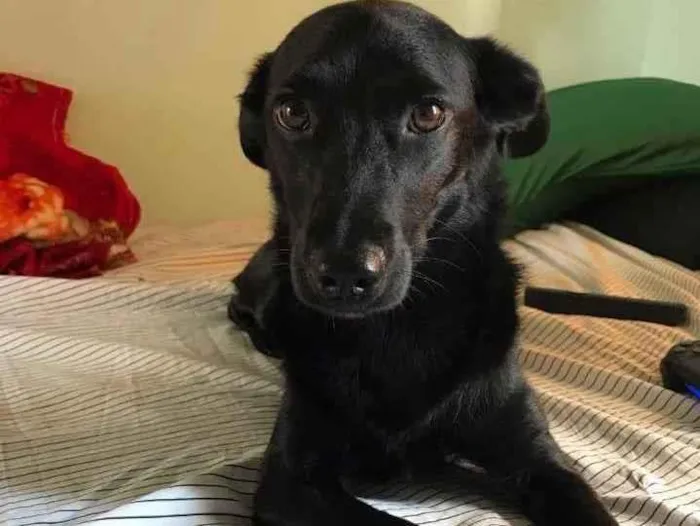 Cachorro ra a SRD idade 1 ano nome Louie