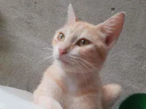 Gato raça  idade 2 a 6 meses nome Estela