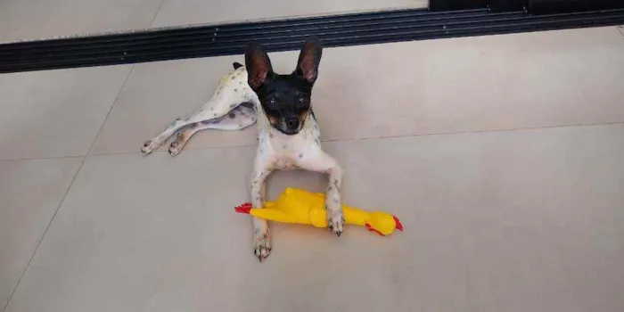 Cachorro ra a Pincher idade 2 anos nome Amora