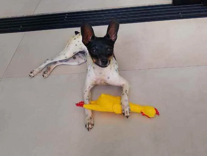 Cachorro ra a Pincher idade 2 anos nome Amora