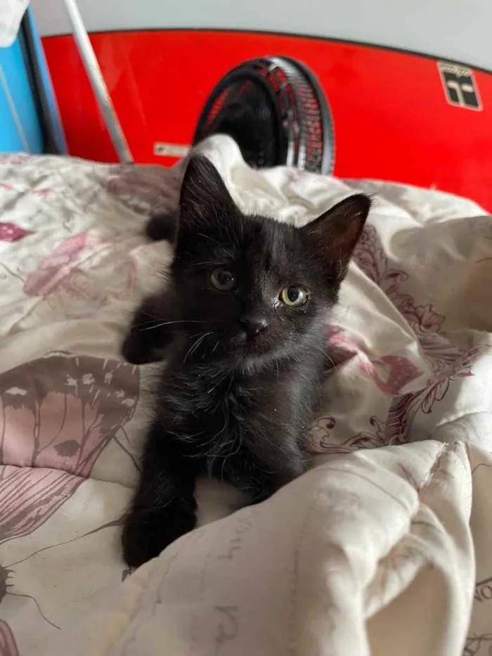 Gato ra a Sem raca  idade 2 a 6 meses nome Nino