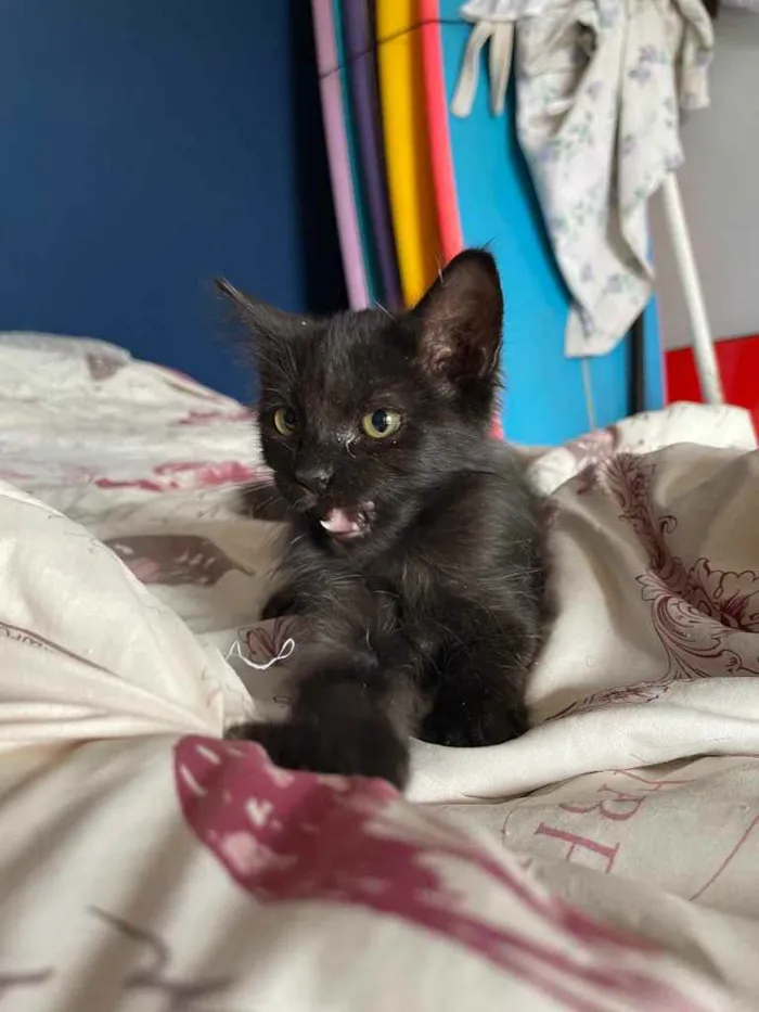 Gato ra a Sem raca  idade 2 a 6 meses nome Nino