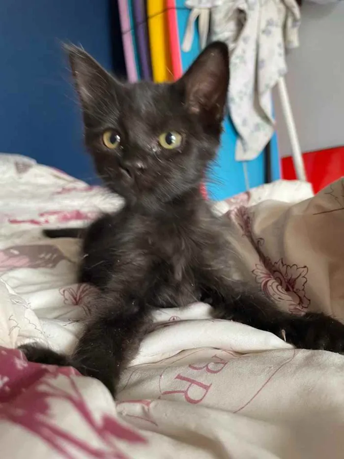 Gato ra a Sem raca  idade 2 a 6 meses nome Nino