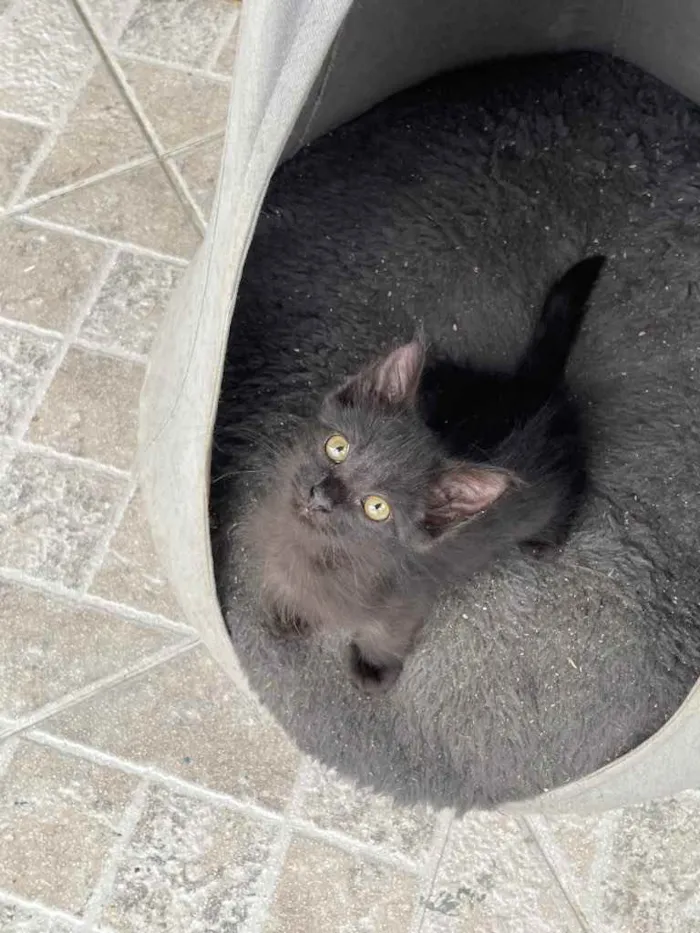 Gato ra a Sem raca  idade 2 a 6 meses nome Nino