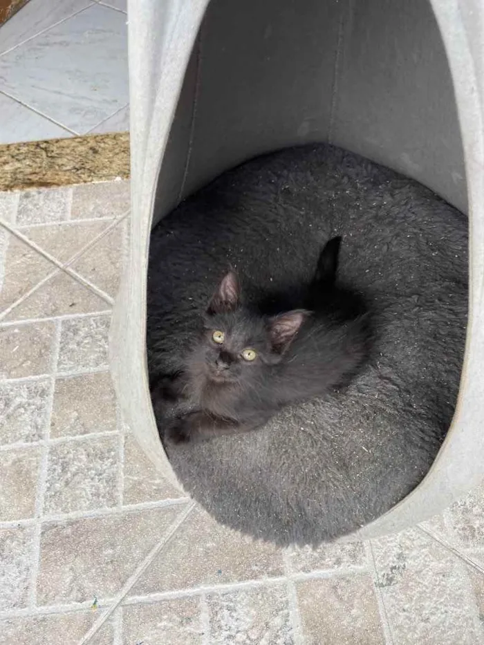Gato ra a Sem raca  idade 2 a 6 meses nome Nino