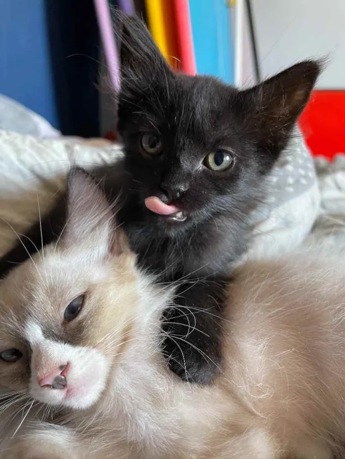 Gato ra a Sem raca  idade 2 a 6 meses nome Nino