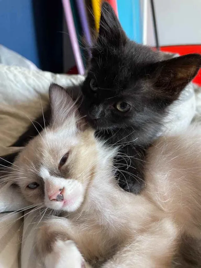 Gato ra a Sem raca  idade 2 a 6 meses nome Nino