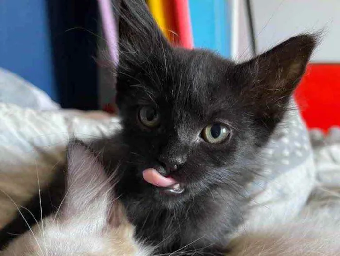 Gato ra a Sem raca  idade 2 a 6 meses nome Nino