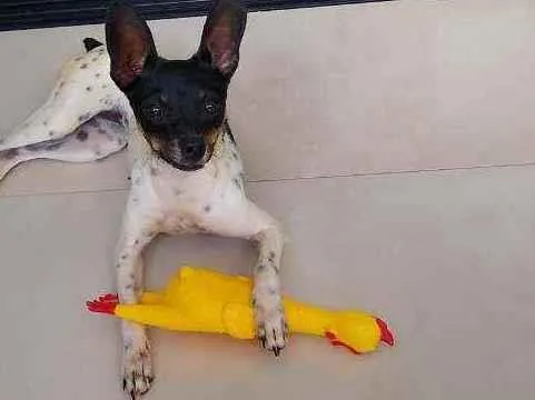 Cachorro ra a Pincher idade 2 anos nome Amora