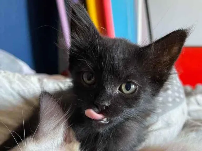 Gato ra a Sem raca  idade 2 a 6 meses nome Nino