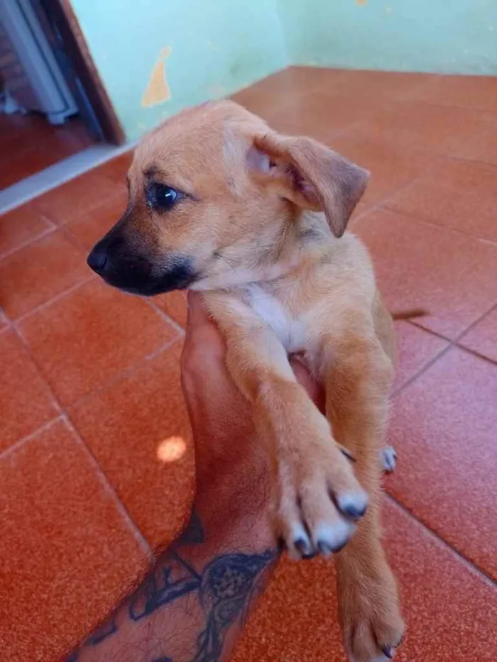 Cachorro ra a Indefinida  idade 2 a 6 meses nome JOJO 