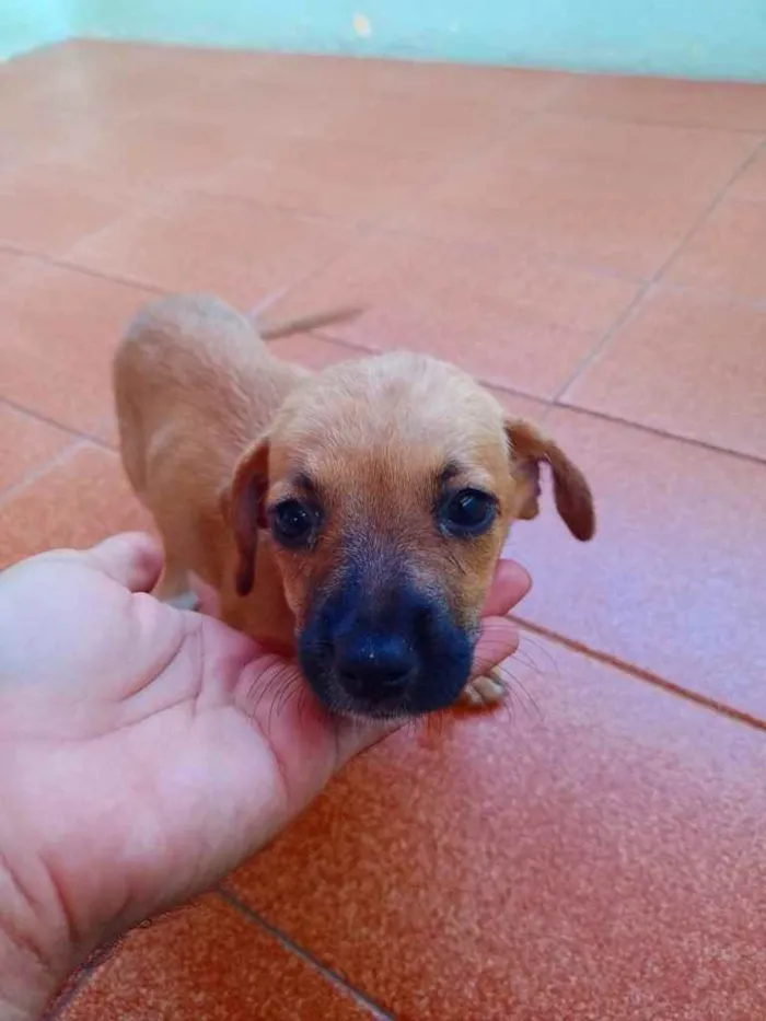 Cachorro ra a Indefinida  idade 2 a 6 meses nome JOJO 