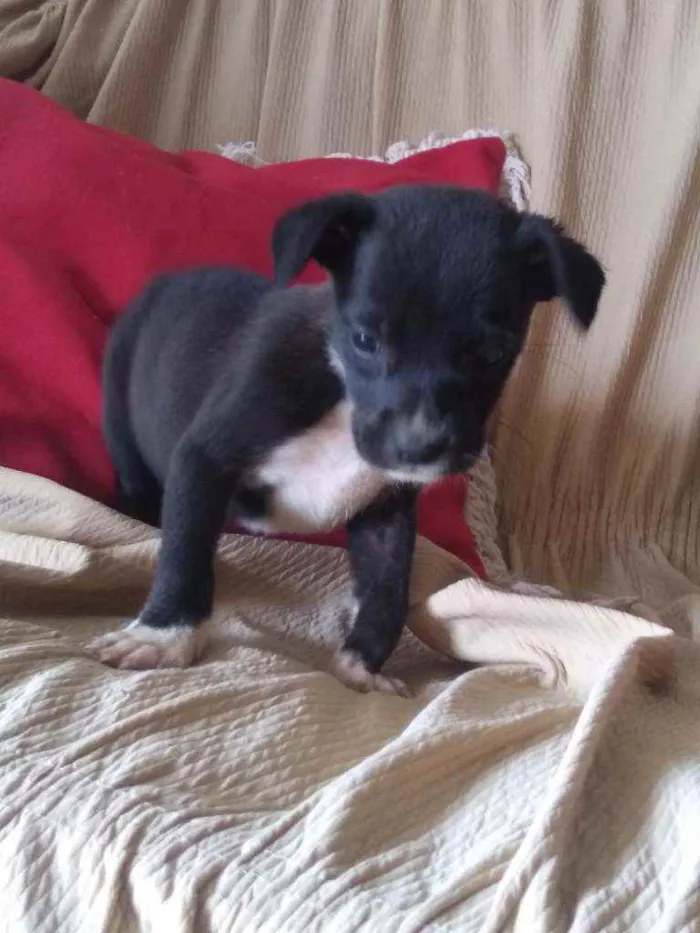 Cachorro ra a Vira lata idade 2 a 6 meses nome Sem nome