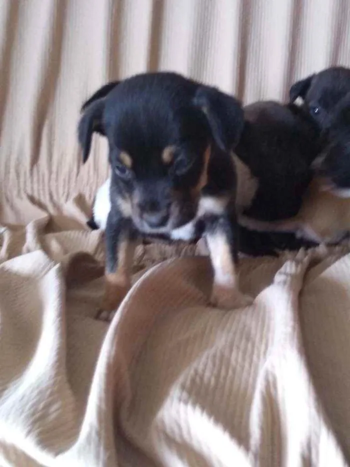 Cachorro ra a Vira lata idade 2 a 6 meses nome Sem nome
