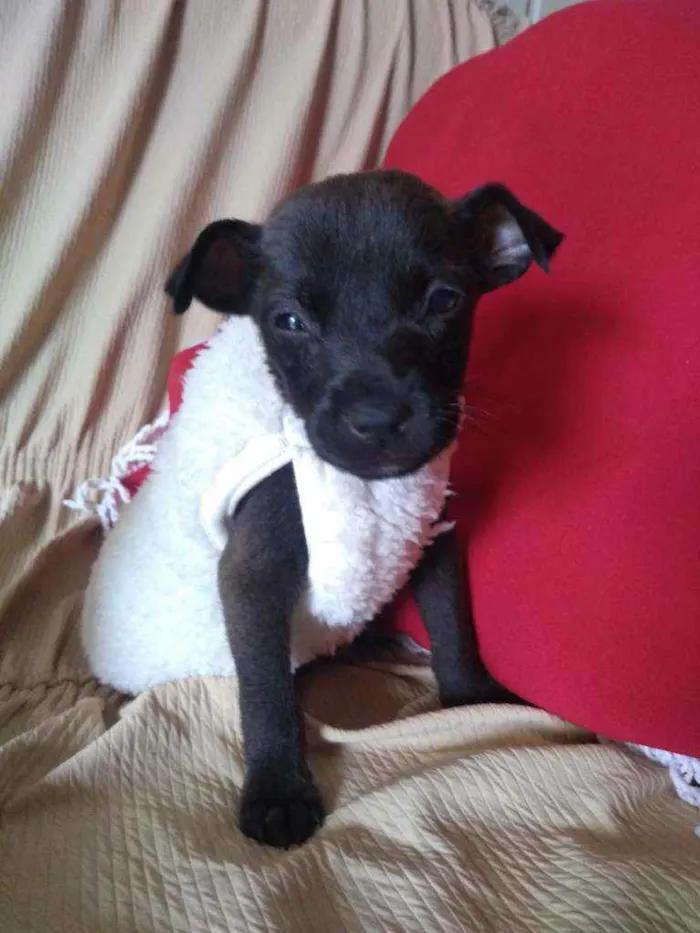 Cachorro ra a Vira lata idade 2 a 6 meses nome Sem nome