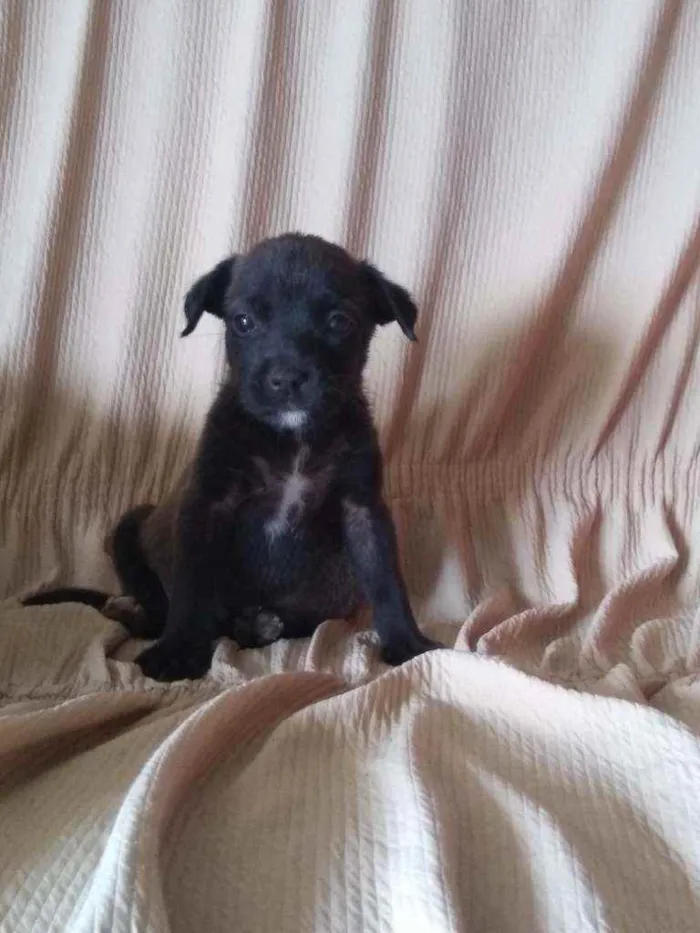 Cachorro ra a Vira lata idade 2 a 6 meses nome Sem nome