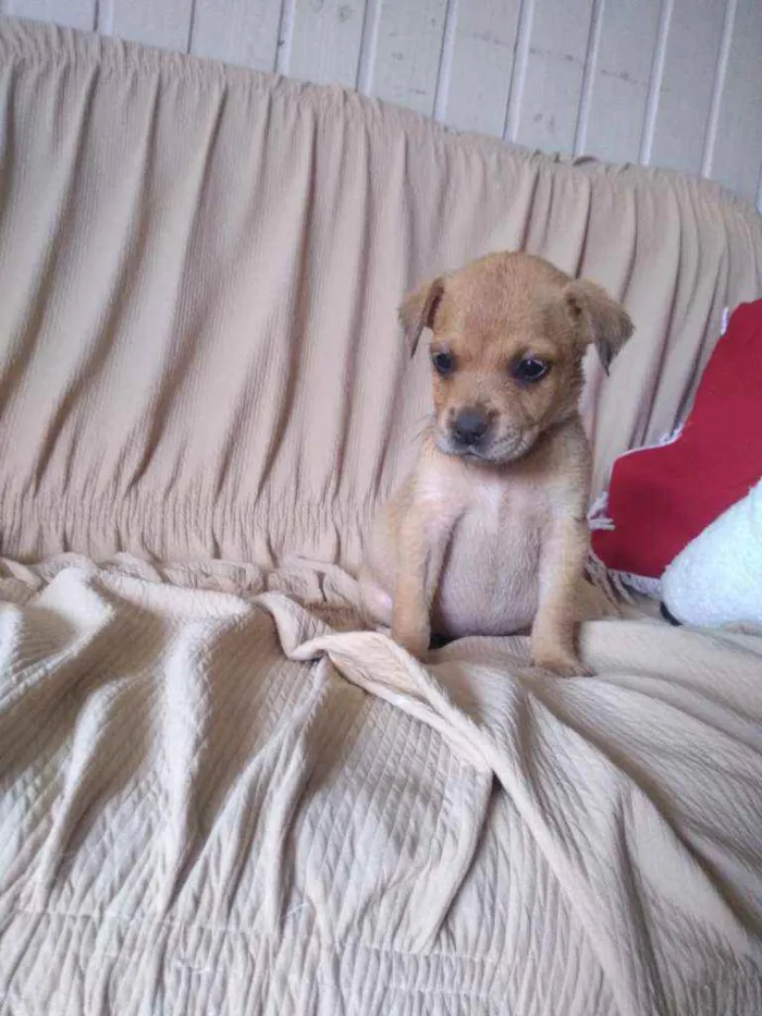 Cachorro ra a Vira lata idade 2 a 6 meses nome Sem nome