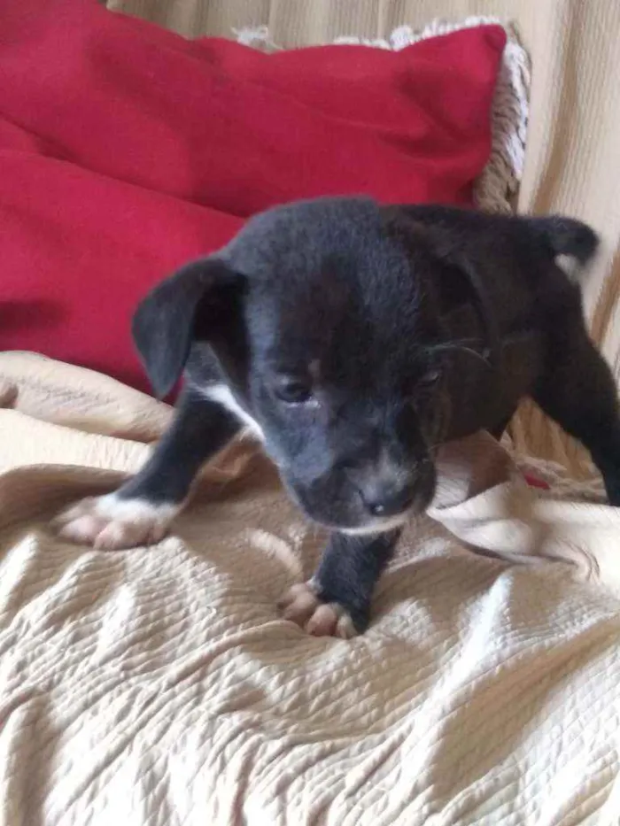 Cachorro ra a Vira lata idade 2 a 6 meses nome Sem nome