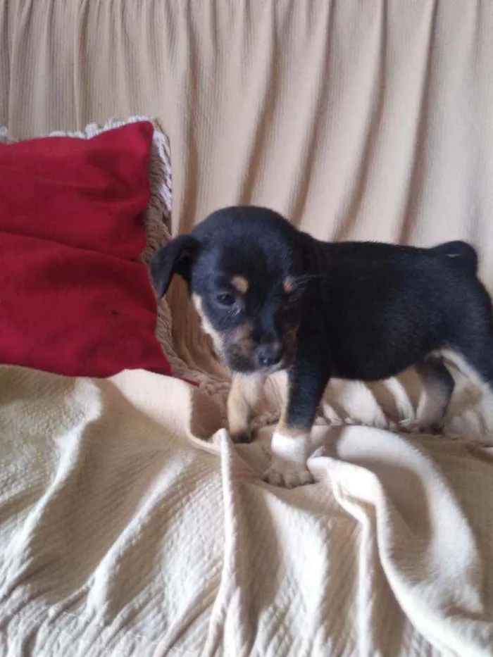 Cachorro ra a Vira lata idade 2 a 6 meses nome Sem nome