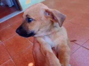 Cachorro raça Indefinida  idade 2 a 6 meses nome JOJO 