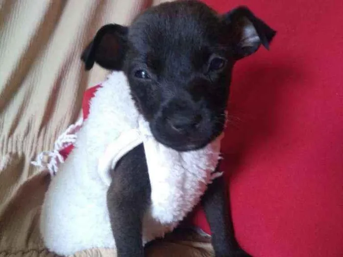 Cachorro ra a Vira lata idade 2 a 6 meses nome Sem nome