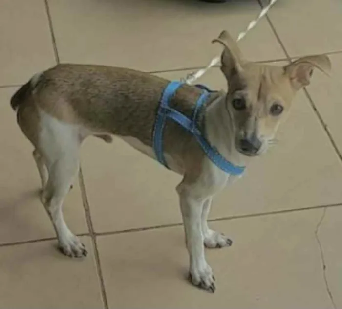 Cachorro ra a  idade 7 a 11 meses nome Fred