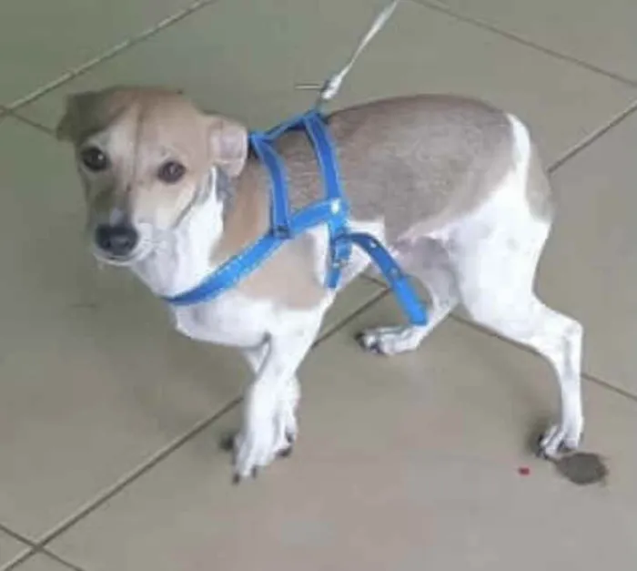 Cachorro ra a  idade 7 a 11 meses nome Fred