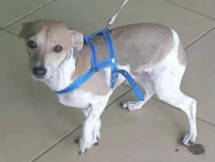 Cachorro ra a  idade 7 a 11 meses nome Fred