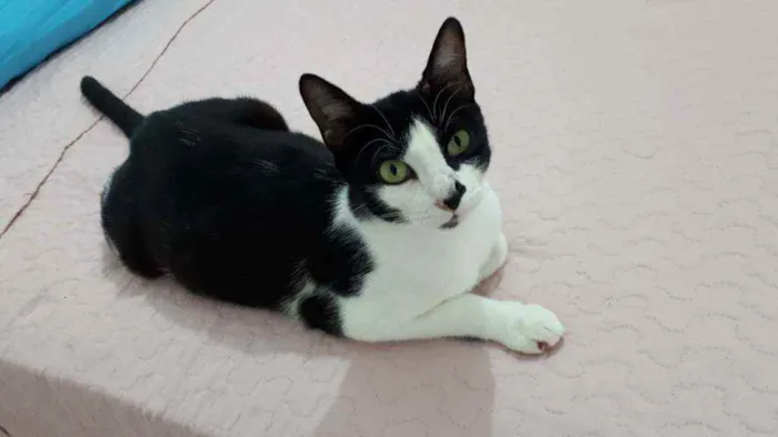 Gato raça Sem raça definida  idade 2 a 6 meses nome Safira