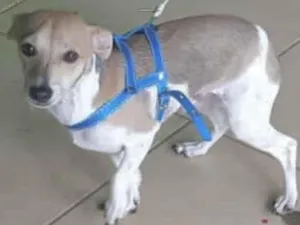 Cachorro raça  idade 7 a 11 meses nome Fred