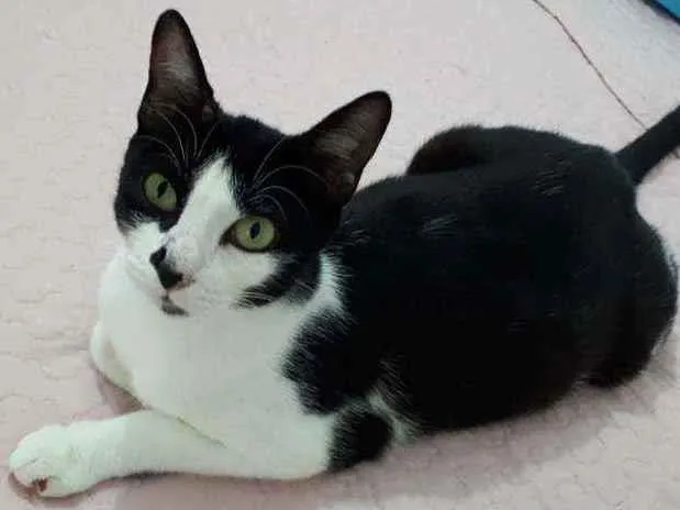 Gato raça Sem raça definida  idade 2 a 6 meses nome Safira