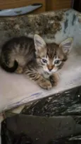 Gatinhos fofinhos