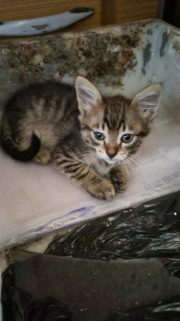 Gato ra a  idade Abaixo de 2 meses nome Gatinhos fofinhos