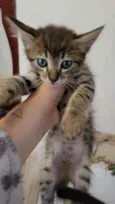 Gatinhos fofinhos